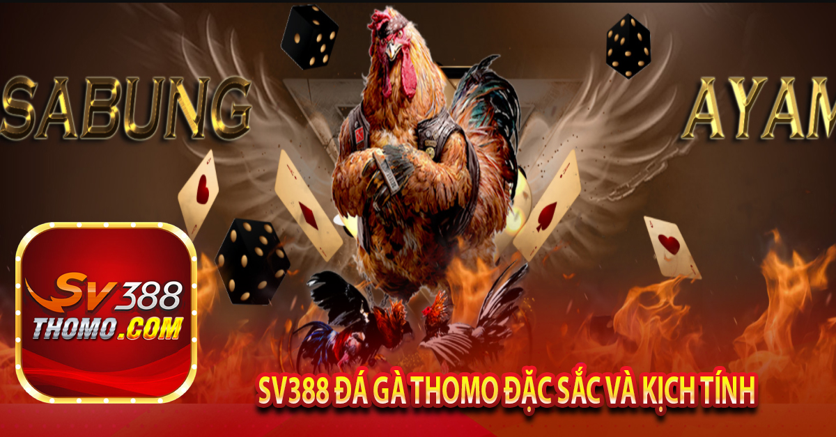 Sv388 đá gà thomo đặc sắc và kịch tính